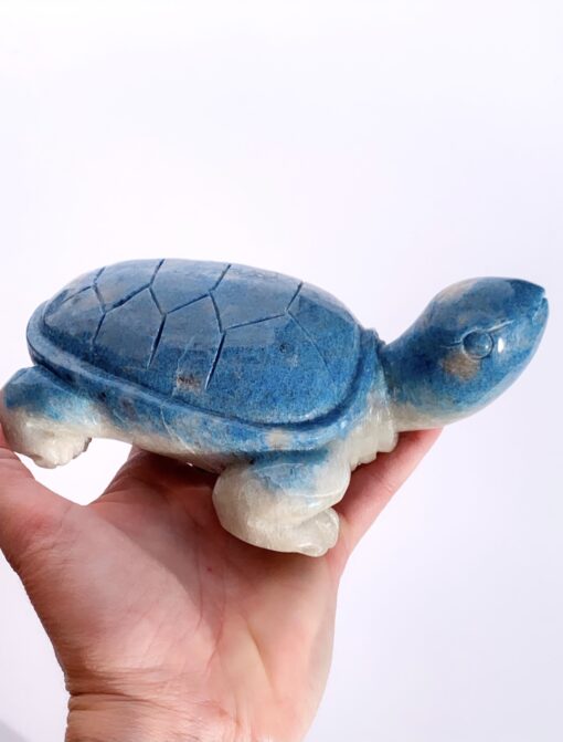 Trolleite tortoise