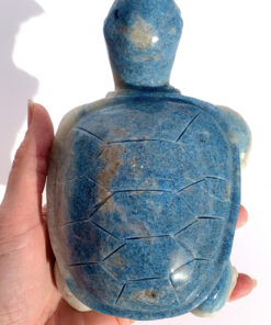 large Trolleite tortoise