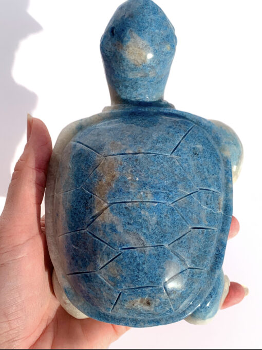 large Trolleite tortoise