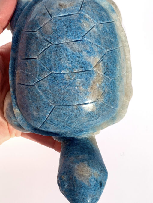 Trolleite tortoise