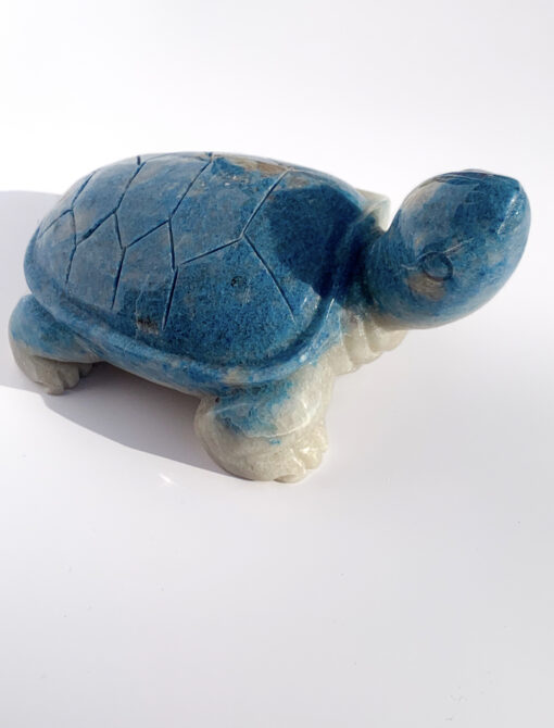 Trolleite tortoise