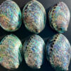 Abalone Shell