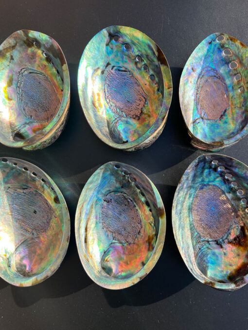 Abalone Shell