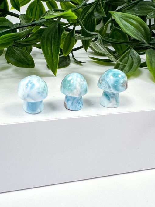 Larimar mushrooms