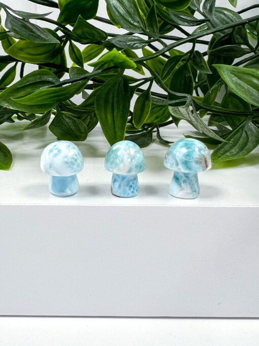 Larimar mushrooms