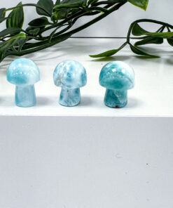 Larimar mushrooms