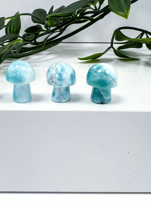 Larimar mushrooms