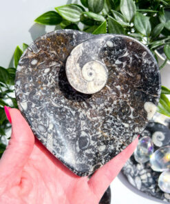 Orthoceras Fossil heart dish