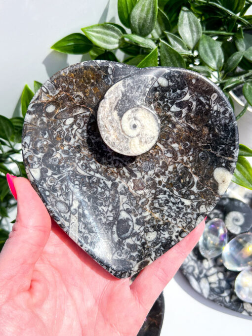 Orthoceras Fossil heart dish