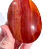 Carnelian palm