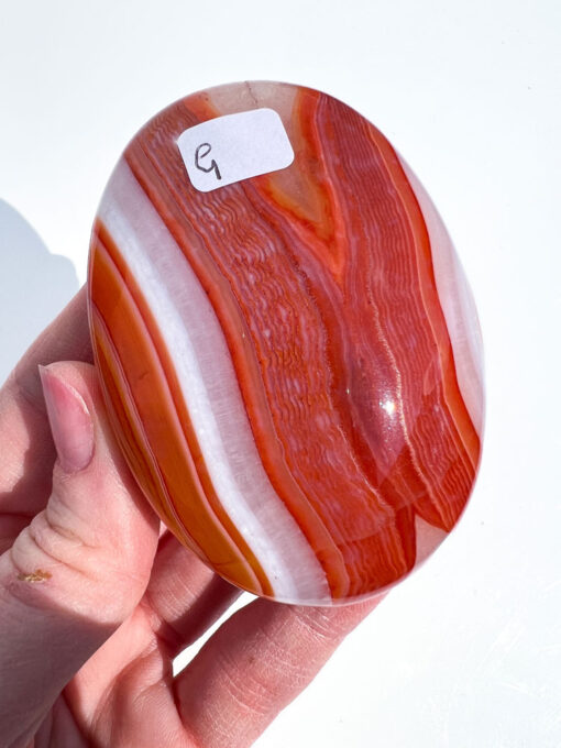 Carnelian palm