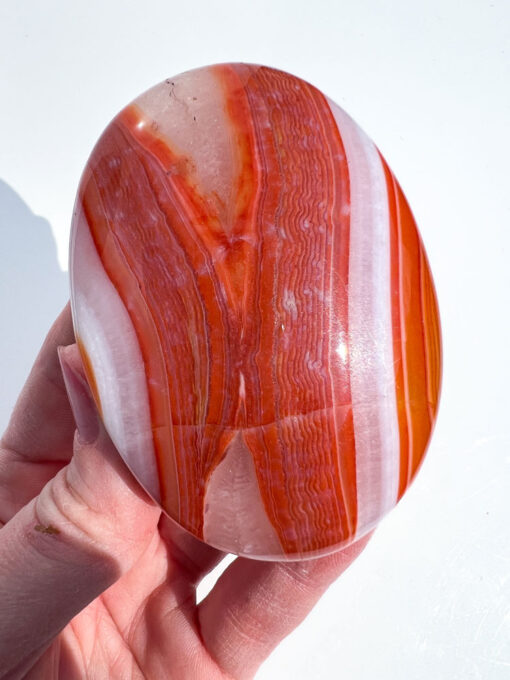 Carnelian palm