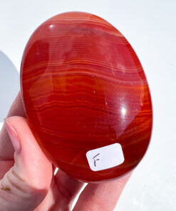 Carnelian palm