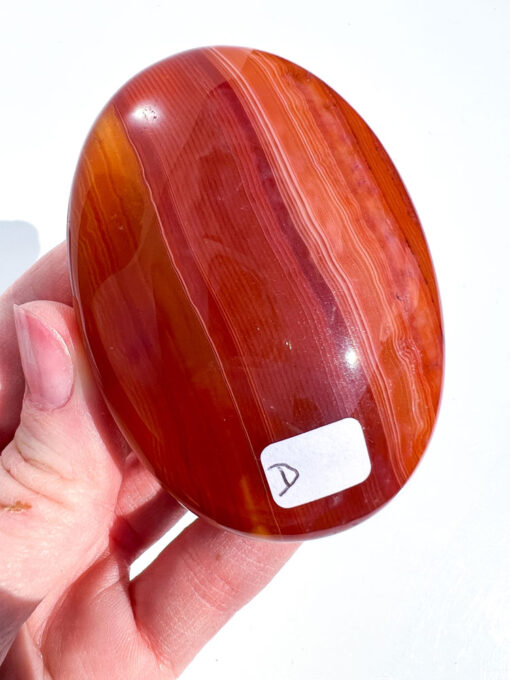 Carnelian palm