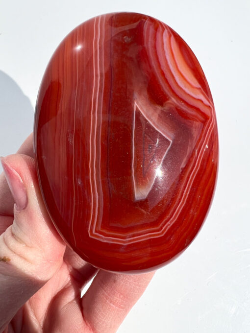 Carnelian palm