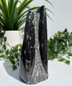 Orthoceras Fossil Tower | F