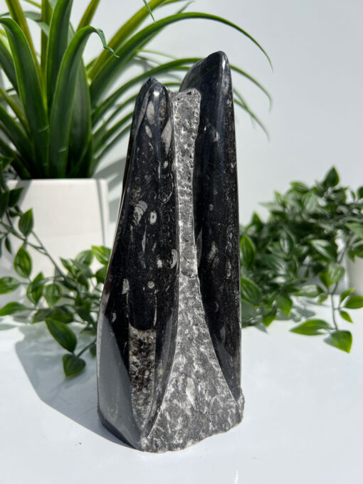 Orthoceras Fossil Tower | F