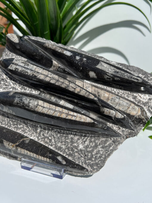 Orthoceras Fossil | H