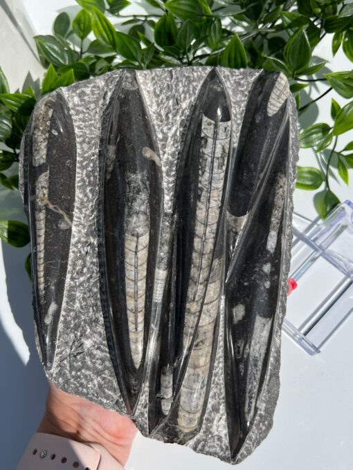 Orthoceras Fossil | H