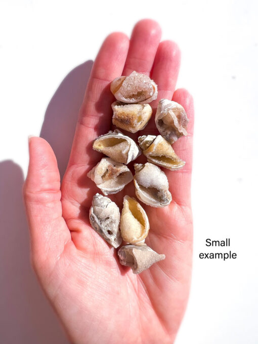 Fossilised Spiralite Quartz Shell