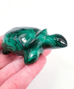 Malachite tortoise