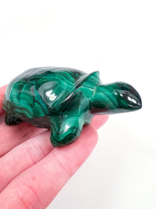 Malachite tortoise