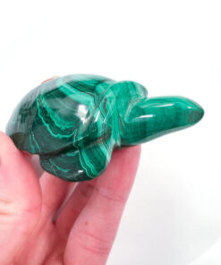 Malachite tortoise