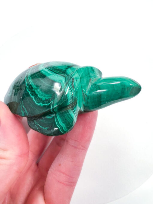 Malachite tortoise