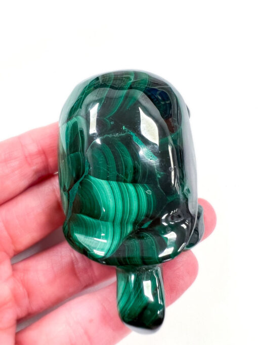 Malachite tortoise