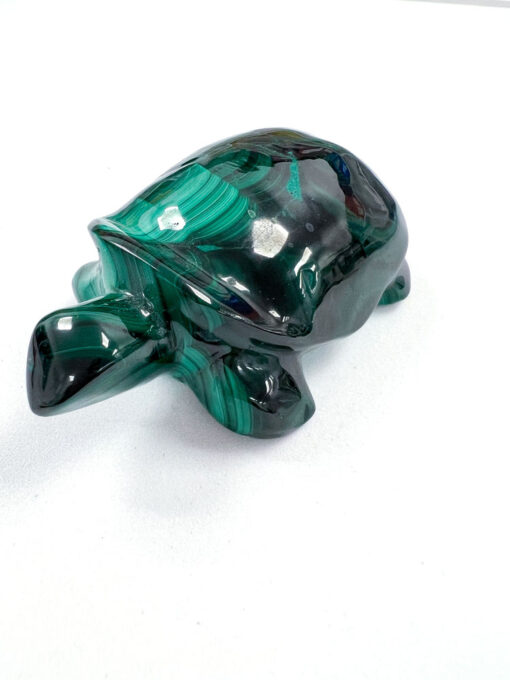 Malachite tortoise