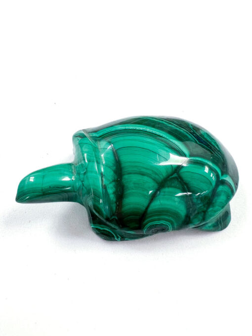 Malachite tortoise