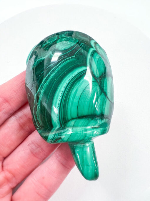 Malachite tortoise