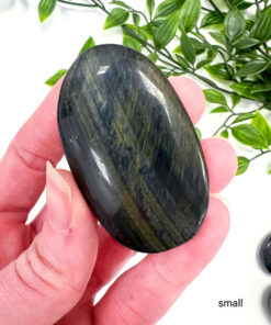 Blue Tigers Eye palm