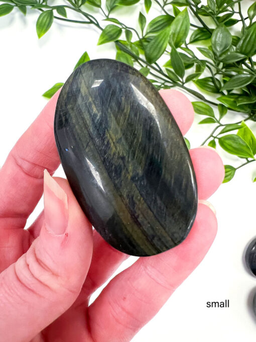 Blue Tigers Eye palm