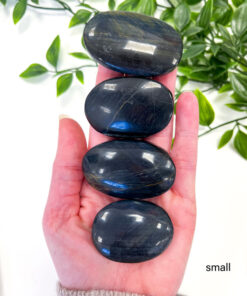 Blue Tigers Eye palm