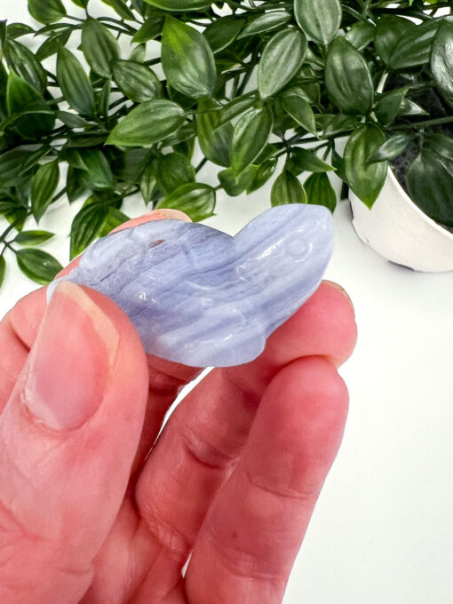 Blue Lace Agate turtle