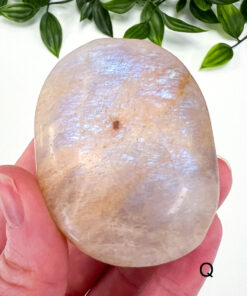 Golden Moonstone palm