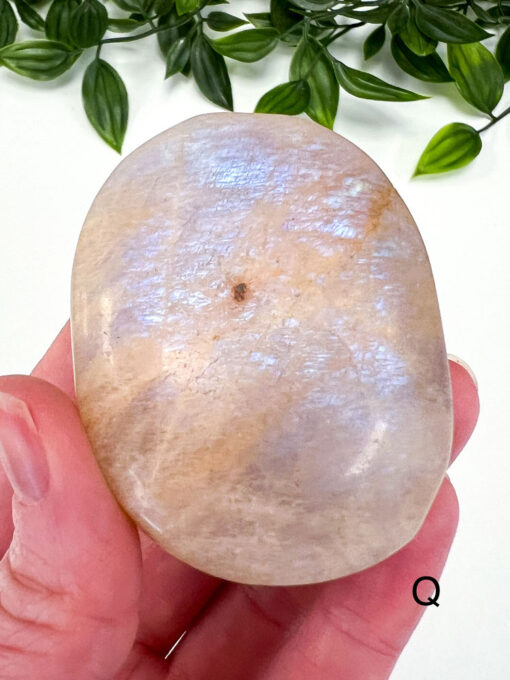 Golden Moonstone palm