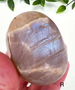 Golden Moonstone palm