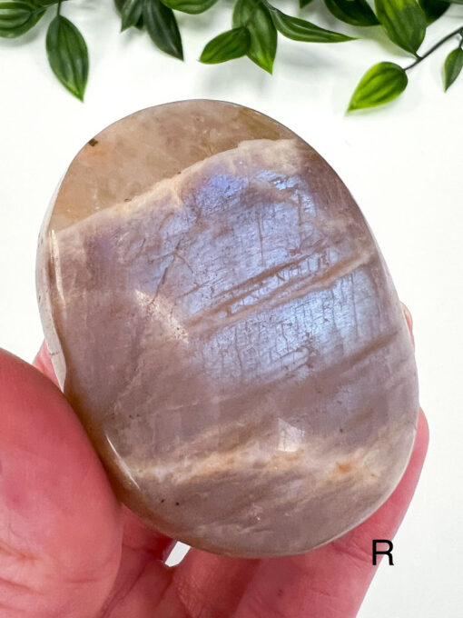 Golden Moonstone palm