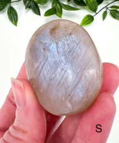 Golden Moonstone palm