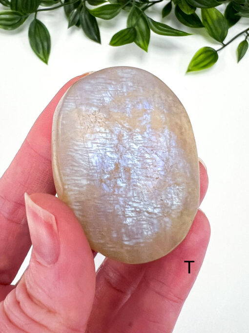 Golden Moonstone palm