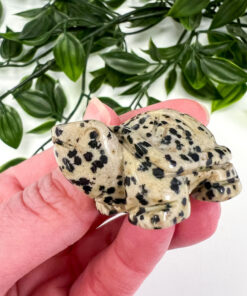 Dalmation Jasper Tortoise