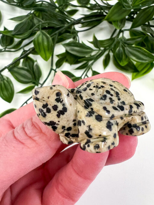 Dalmation Jasper Tortoise