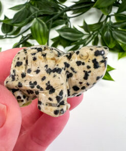 Dalmation Jasper Tortoise