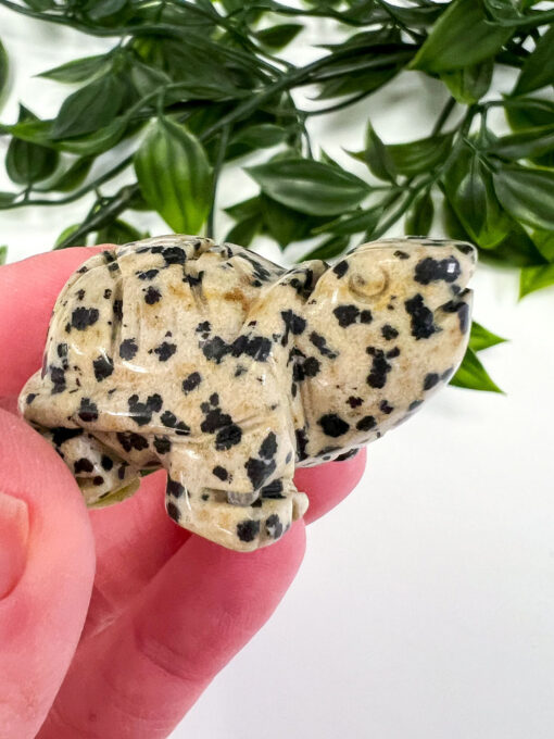 Dalmation Jasper Tortoise