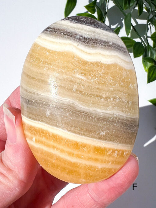 Zebra Calcite palm