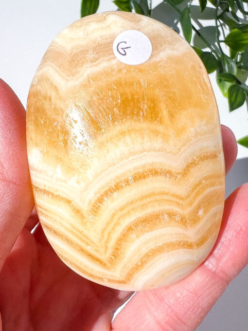 Zebra Calcite palm