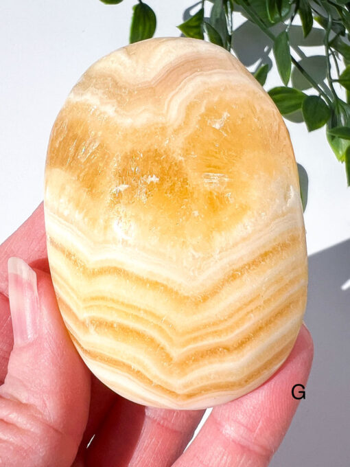 Zebra Calcite palm