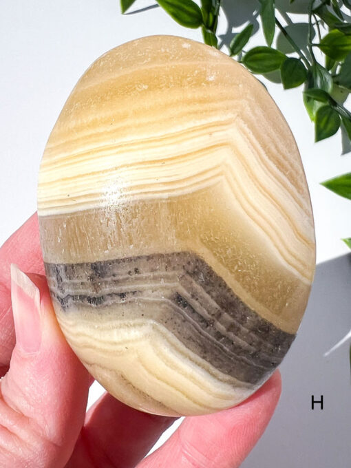 Zebra Calcite palm